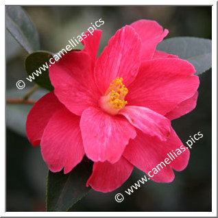 Camellia Hybrid 'Freedom Bell'