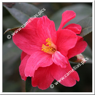 Camellia Hybrid 'Freedom Bell'