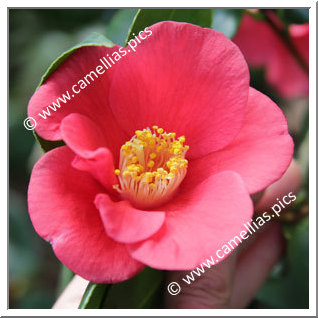 Camellia Japonica 'Frieda Petersen '