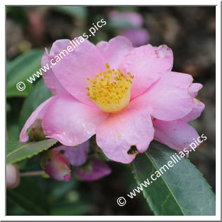 Camellia Hybrid 'Frost Prince'