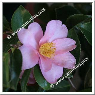 Camellia Hybride 'Frost Prince'