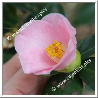 Camellia Japonica 'Fugaku-no-suzume'