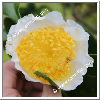 Camellia Camellia Japonica de Higo 'Fuji'