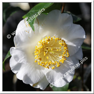 Camellia Camellia Japonica de Higo 'Fuji-no-yuki'