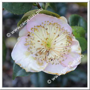 Camellia Higo Camellias 'Fûki'