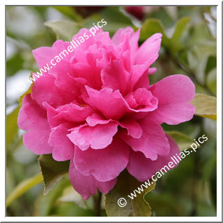 Camellia Hybride C.reticulata 'Fukuen'