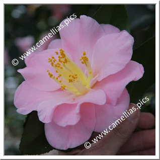 Camellia Japonica 'Fukumusume'