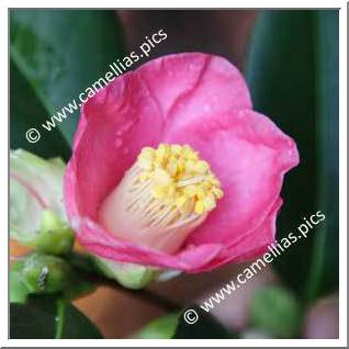 Camellia Japonica 'Fukurin-akinoyama'