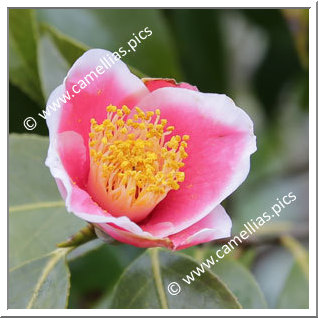 Camellia Japonica 'Fukurin-uraku'