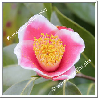 Camellia Japonica 'Fukurin-uraku'