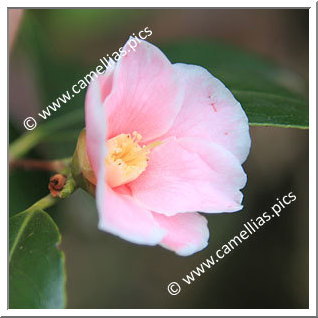 Camellia Wabisuke 'Fukurin-wabisuke'