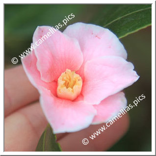 Camellia Wabisuke 'Fukurin-wabisuke'