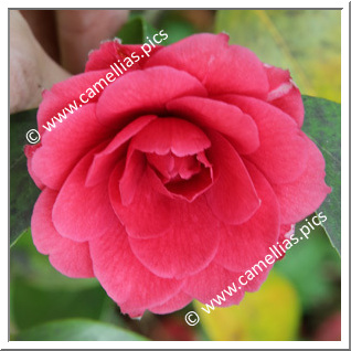 Camellia Japonica 'Fulgens d'Italie'