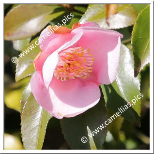 Camellia Hybride 'Furin Number 1'