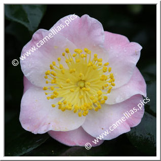 Camellia Japonica 'Furô-an'