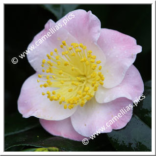 Camellia Japonica 'Furô-an'