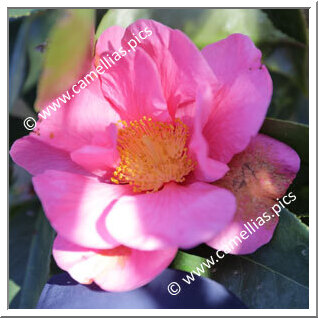 Camellia Hybrid C.reticulata 'Gael's Dream'