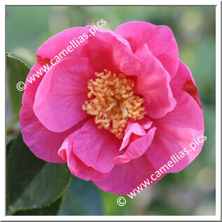 Camellia Hybrid C.reticulata 'Gael's Dream'