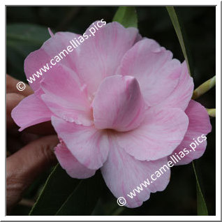Camellia Hybrid C.x williamsii 'Galaxie'