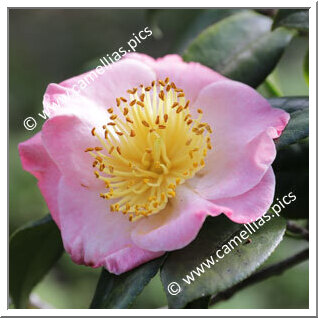 Camellia Higo Camellias 'Goshokagami'