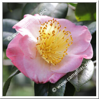 Camellia Higo Camellias 'Goshokagami'