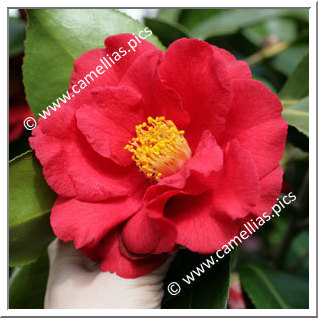 Camellia Japonica 'Grand Slam'