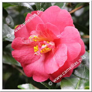 Camellia Hybrid 'Harriet Durrant'