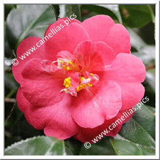 Camellia Hybrid 'Harriet Durrant'