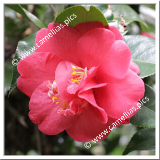 Camellia Hybrid 'Harriet Durrant'