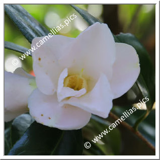 Camellia Japonica 'Heisei-wabisuke'