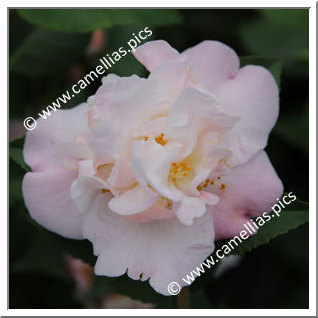Camellia Hybrid 'High Fragrance'