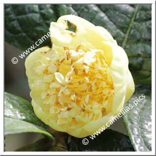 Camellia Species C. hirsuta