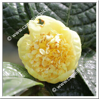 Camellia Species C. hirsuta