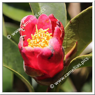 Camellia Species C. hongkongenis