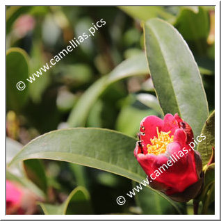 Camellia Botanique C. hongkongenis