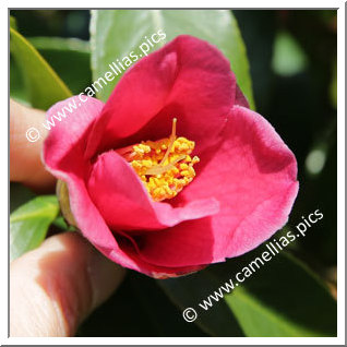 Camellia Hybride 'Honkon-no-hoshi'