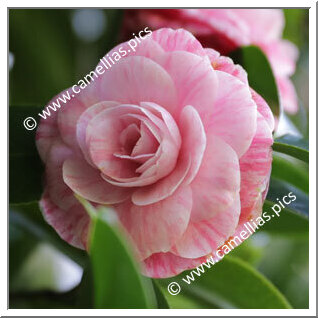 Camellia Japonica 'Horto Loureiro'