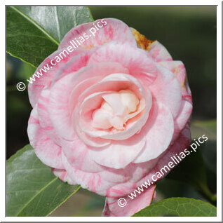 Camellia Japonica 'Horto Loureiro'