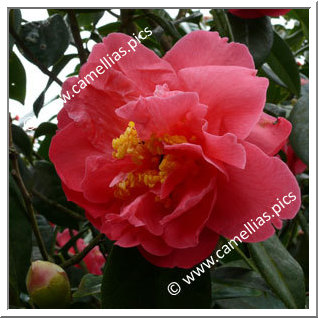 Camellia Hybrid C.reticulata  'Howard Asper'