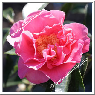 Camellia Hybride C.reticulata 'Howard Dumas'