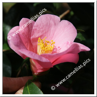 Camellia Species C. hozanensis