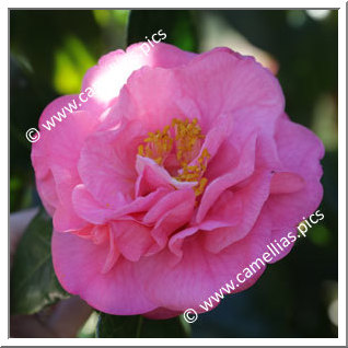 Camellia Hybrid 'Hulyn Smith'
