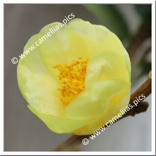 Camellia Species C. insularis