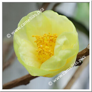 Camellia Species C. insularis
