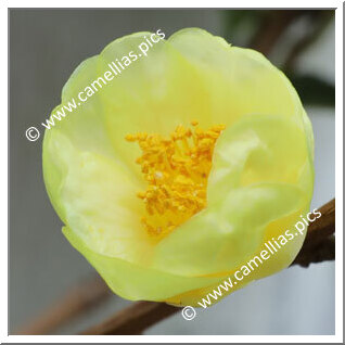 Camellia Species C. insularis
