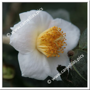 Camellia Species C. irrawadiensis
