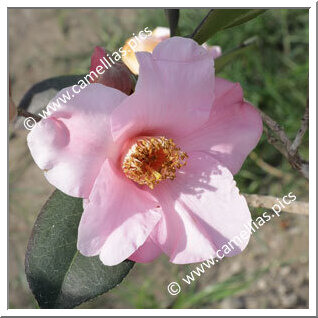 Camellia Hybride C.x williamsii 'J.C. Williams'