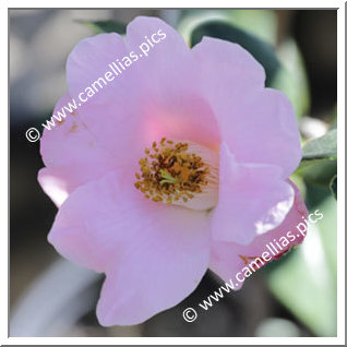 Camellia Hybride C.x williamsii 'J.C. Williams'