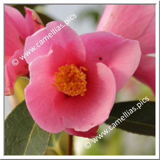 Camellia Hybride 'Japanese Fantasy'