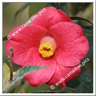 Camellia Botanique C. japonica